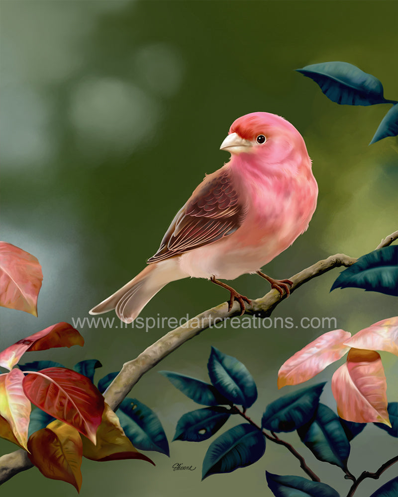 Giclee pigmentaire | Oiseau | Pinson violet | InspiredArtCreations