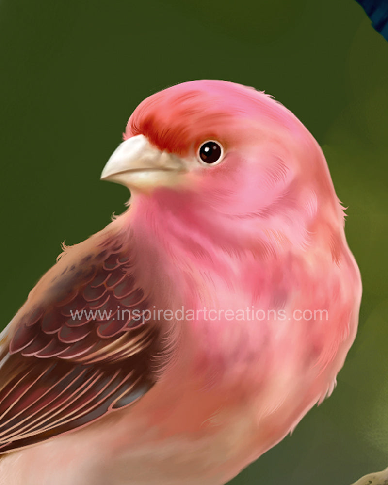 Giclee pigmentaire | Oiseau | Pinson violet | InspiredArtCreations