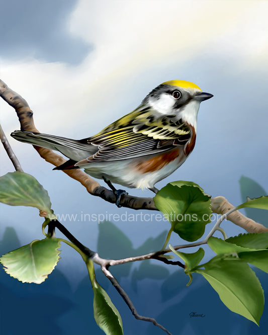 Giclee Print | Bird | Warbler | InspiredArtCreations